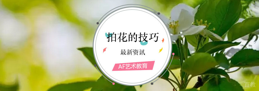 花卉摄影背景处理实例