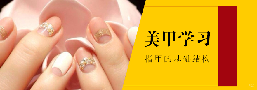 指甲构造三维示意图