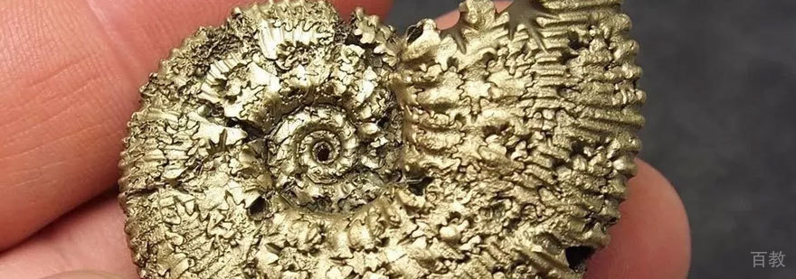 青青部落昆虫展