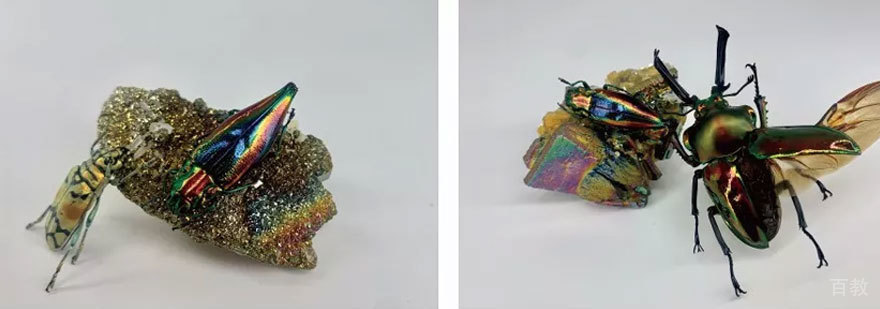 青青部落昆虫展
