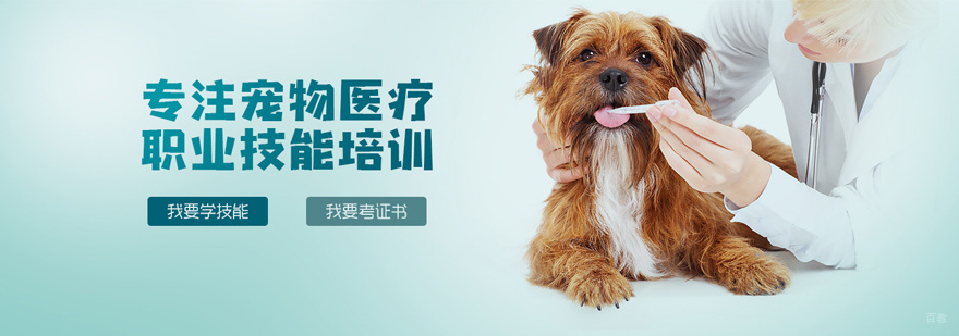 执业兽医实操教学现场