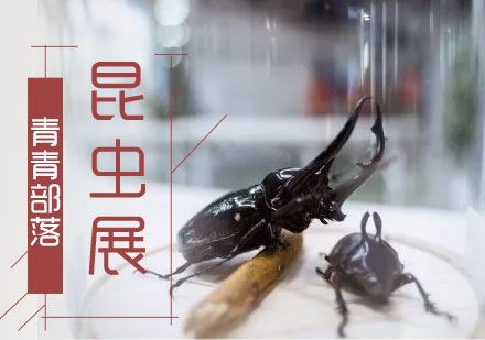 北京夏/冬令营青青部落昆虫展
