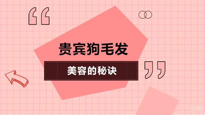 贵宾狗毛发美容的秘诀