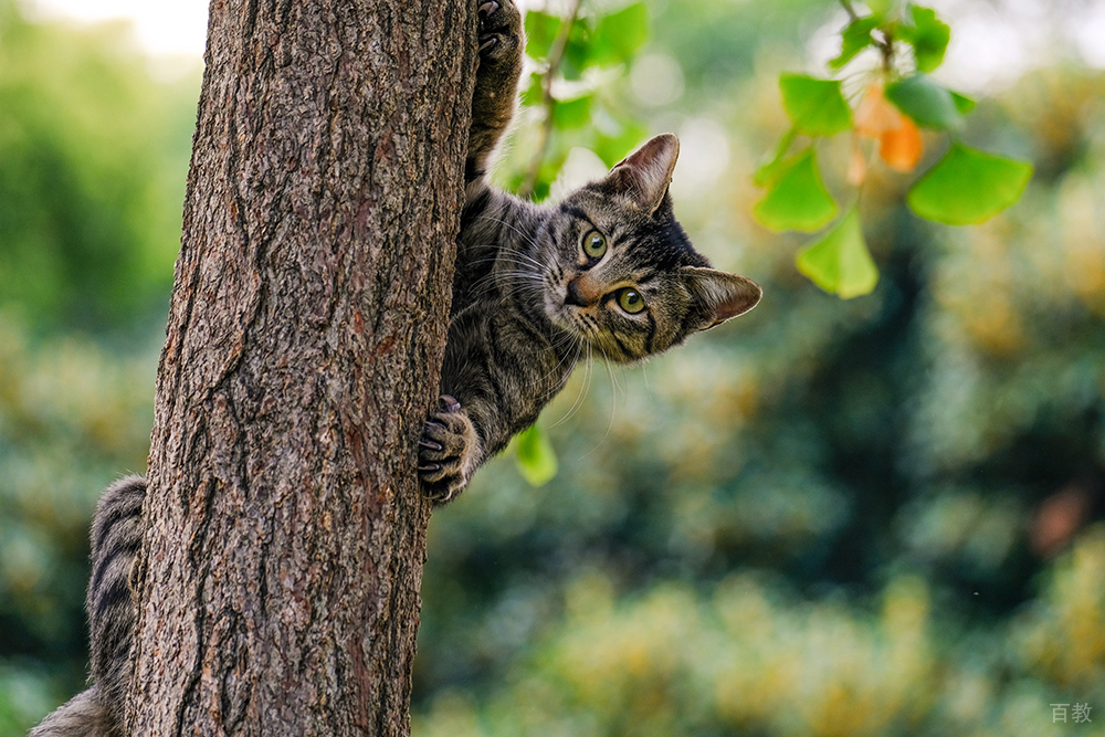 校园的小猫