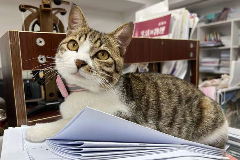 校区猫咪