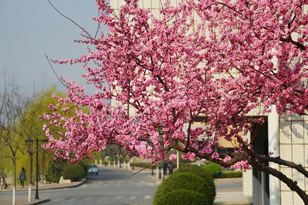 學(xué)校內(nèi)景