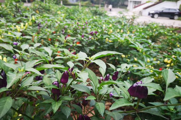 植物園相冊