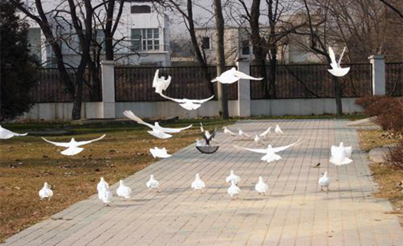 北京澳际国际学校展翅高飞的鸽子