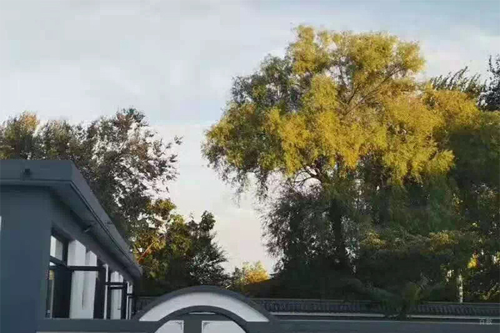 学校的大树