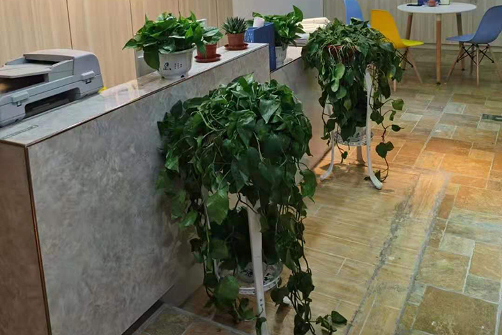重庆时用教育前台绿色植物