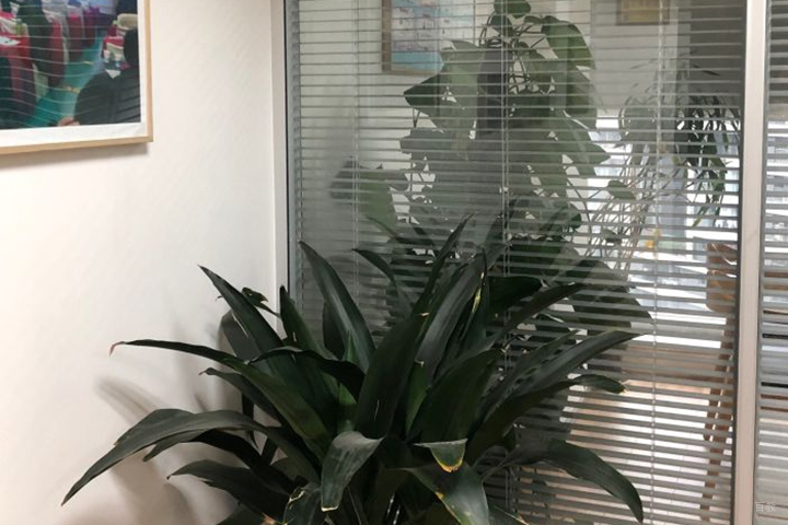 校区绿色植物