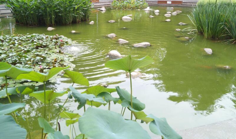 北京外国语大学_校园风景