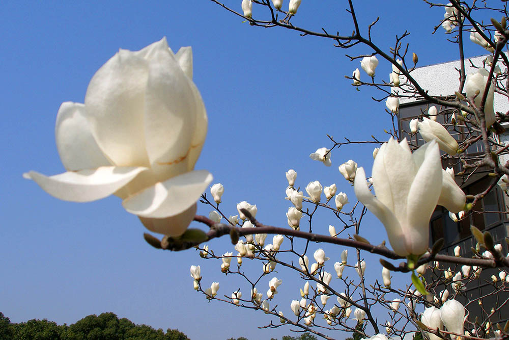 學(xué)校環(huán)境照片圖