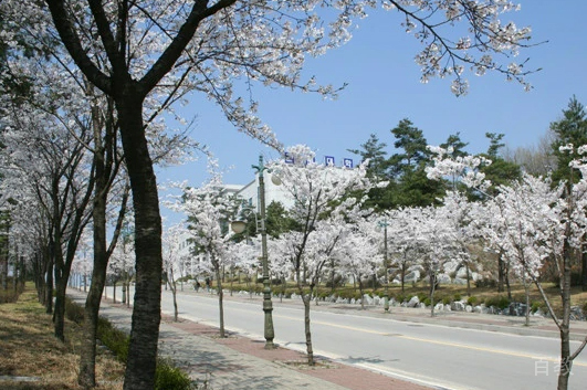 天津韩世国际留学_校园风景