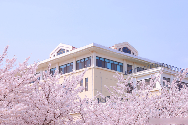 中国海洋大学国际本科_樱花环境