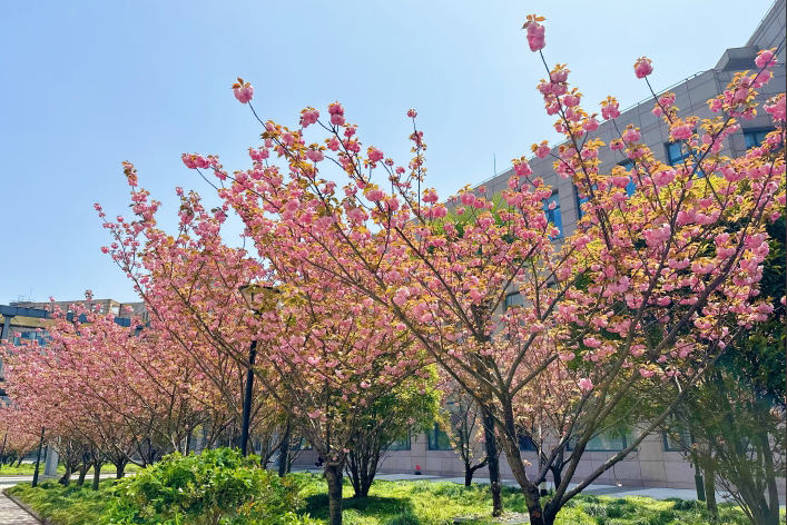 上海东方文化艺术学院_学校环境一角