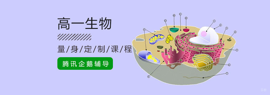 北京高一生物培训课程