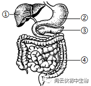 消化系统图
