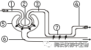 肾单位结构图