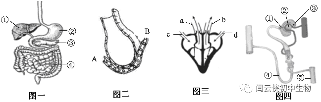 人体系统结构图