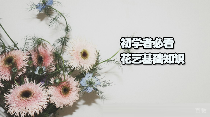 初学者必看的花艺基础知识