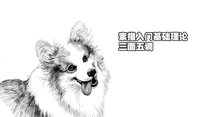 素描入门基础理论——三面五调 
