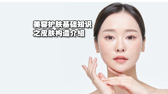 美容护肤基础知识之皮肤构造介绍 