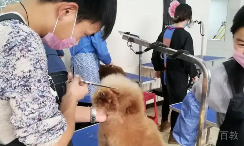 为宠物进行修剪发型