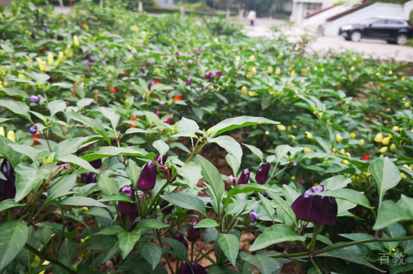 植物园相册