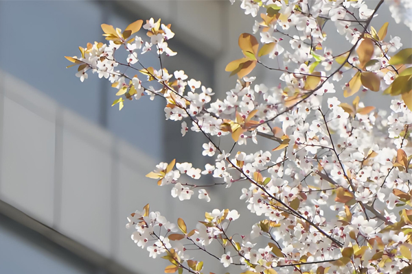 学校一角环境展示
